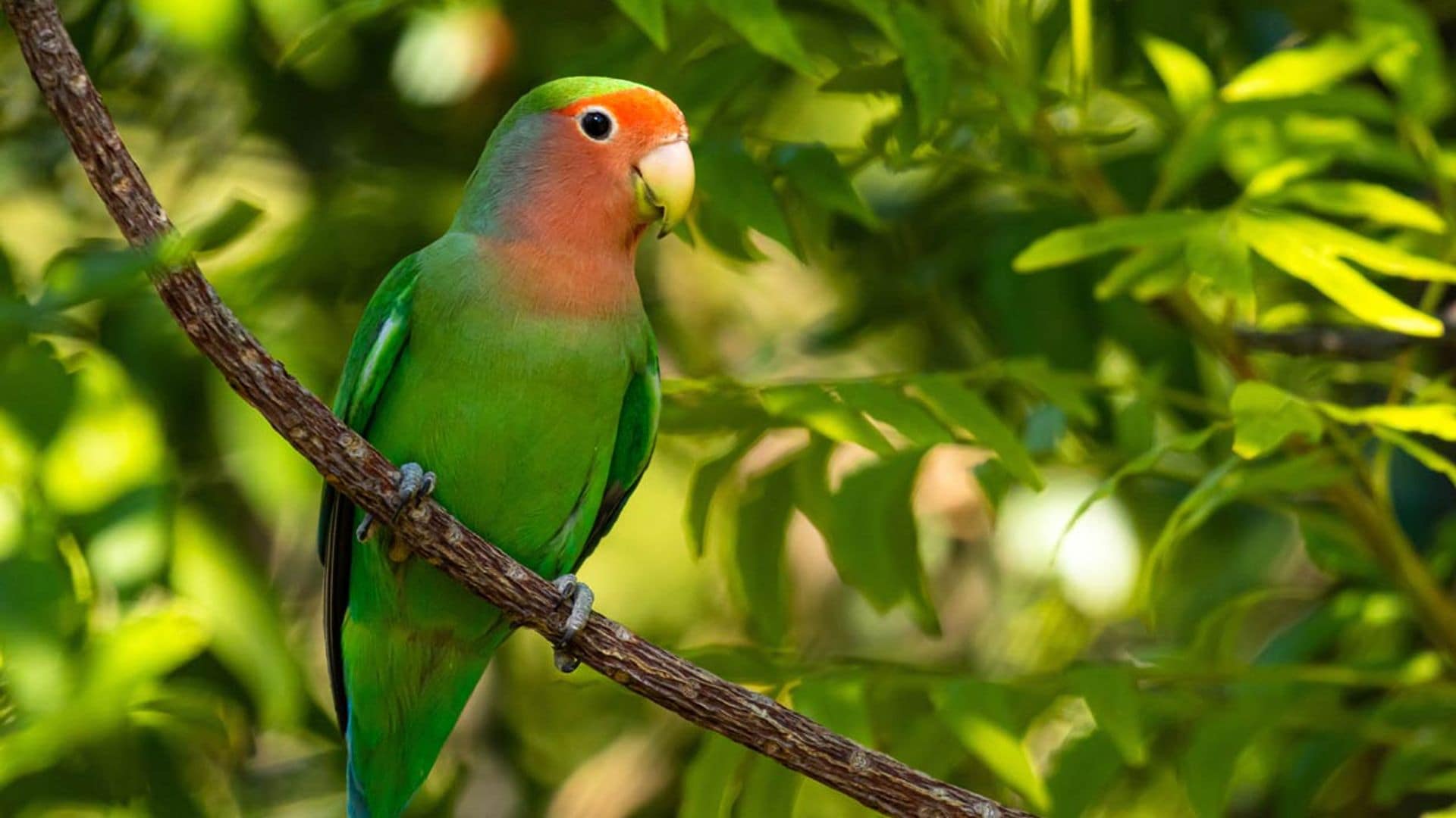 Estos son los animales prohibidos como mascotas en España