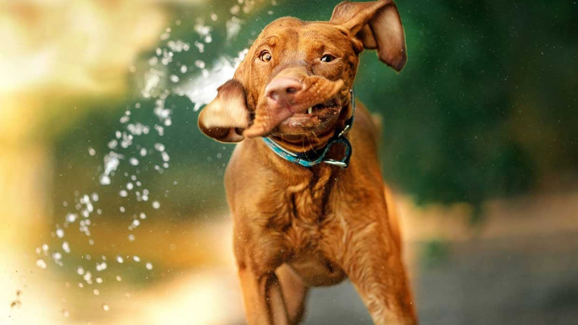 Las 7 razas de perros a las que realmente les gusta bañarse