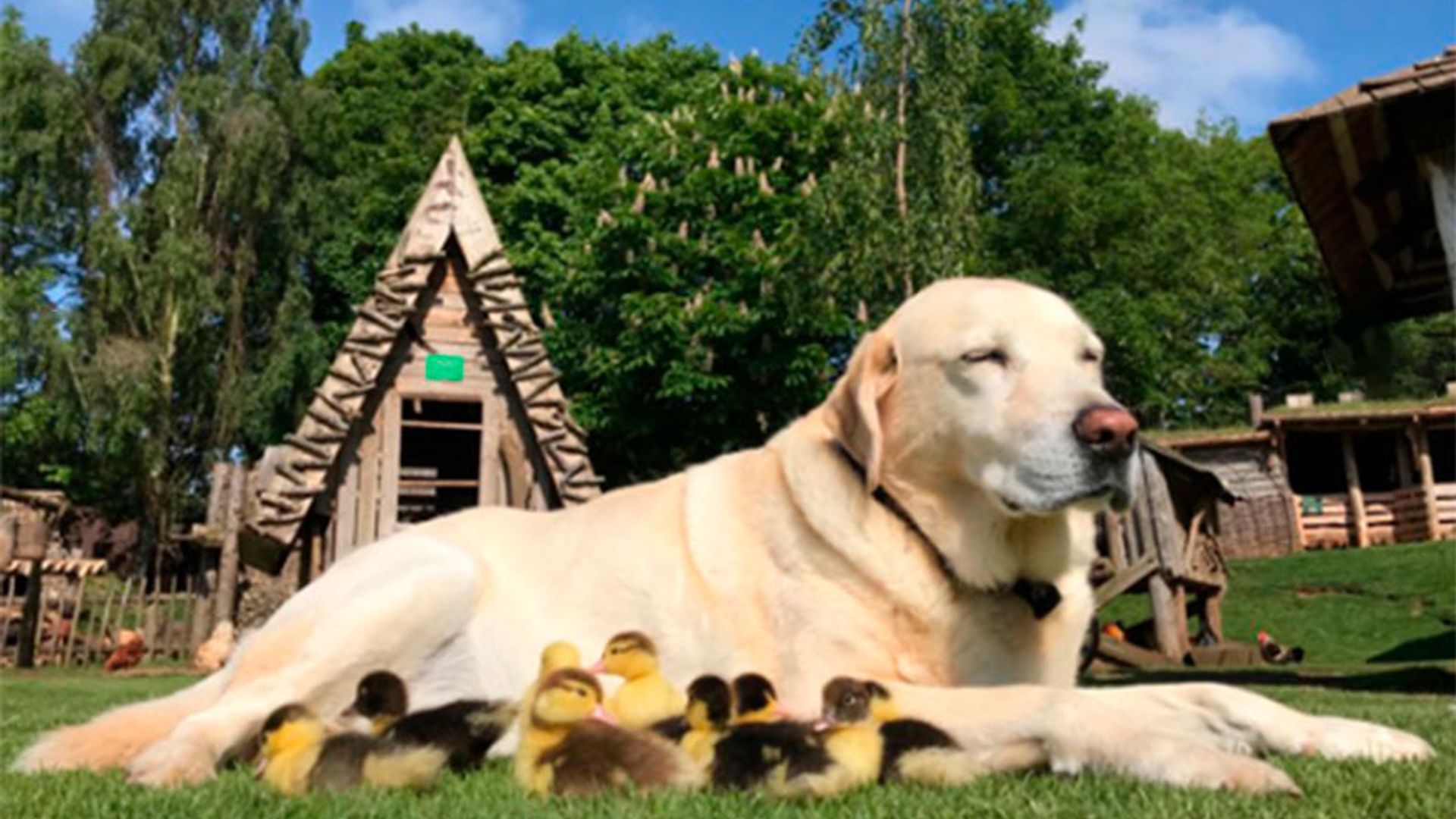 La historia de Fred, el labrador que adoptó a 9 patos te conmoverá