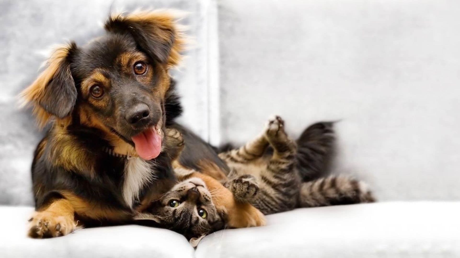 perro gato sofa