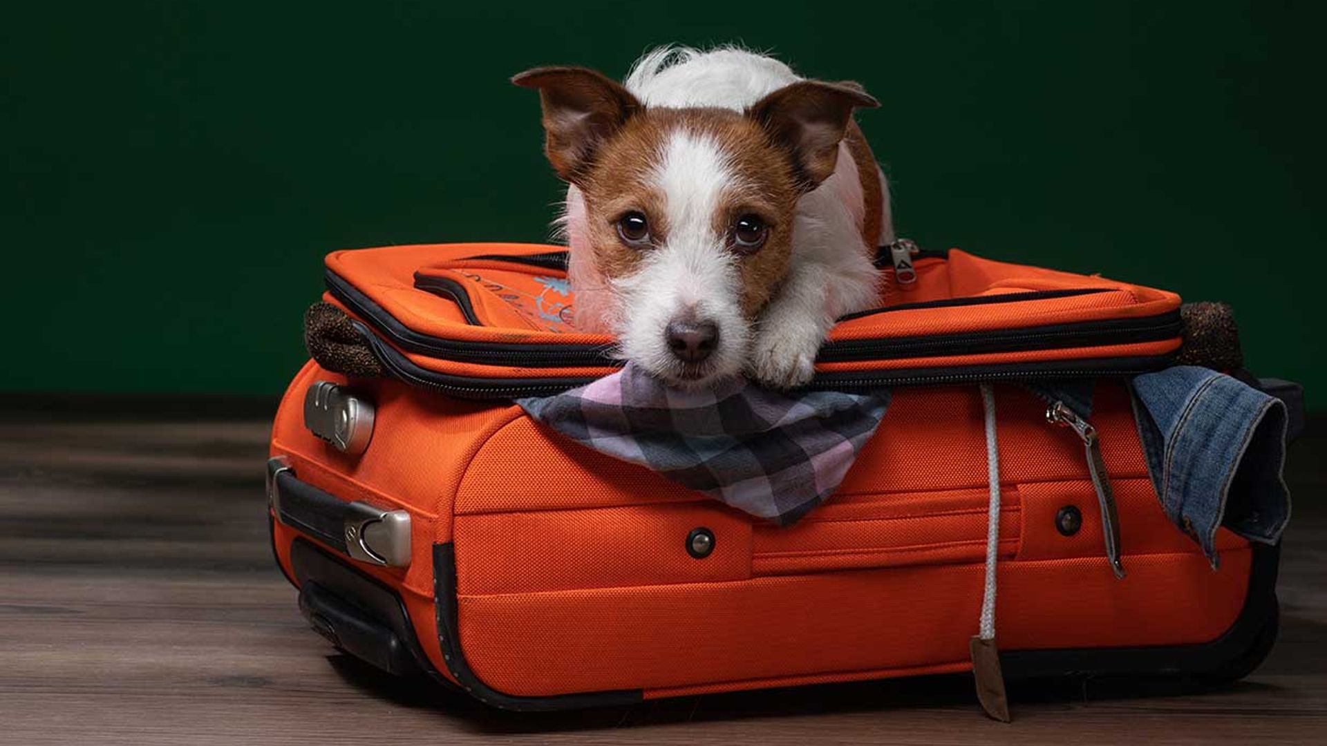 Consejos para viajar en avión con tu perro