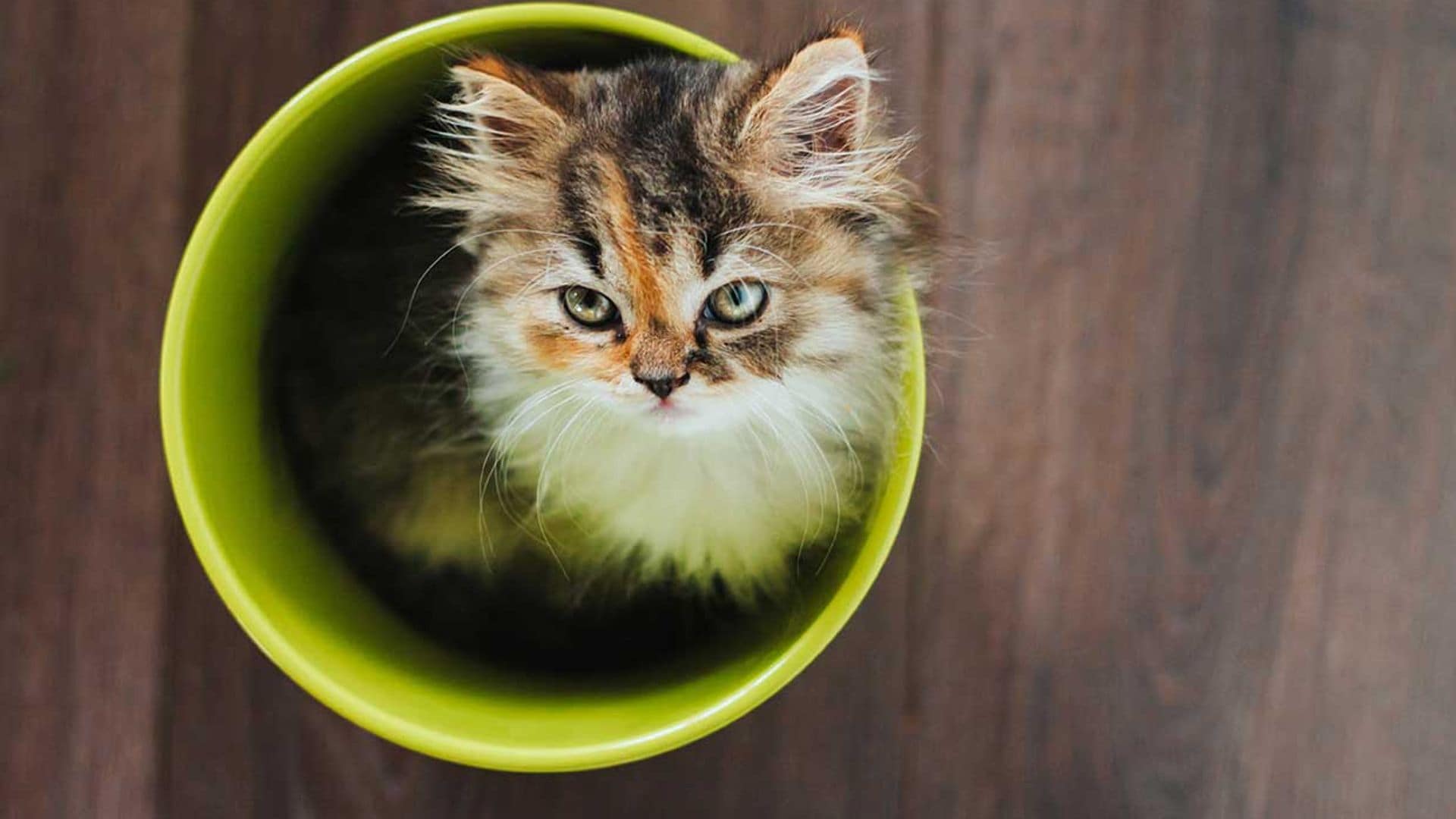 ¿Tu gato prefiere el tiesto de tus plantas a su arenero?