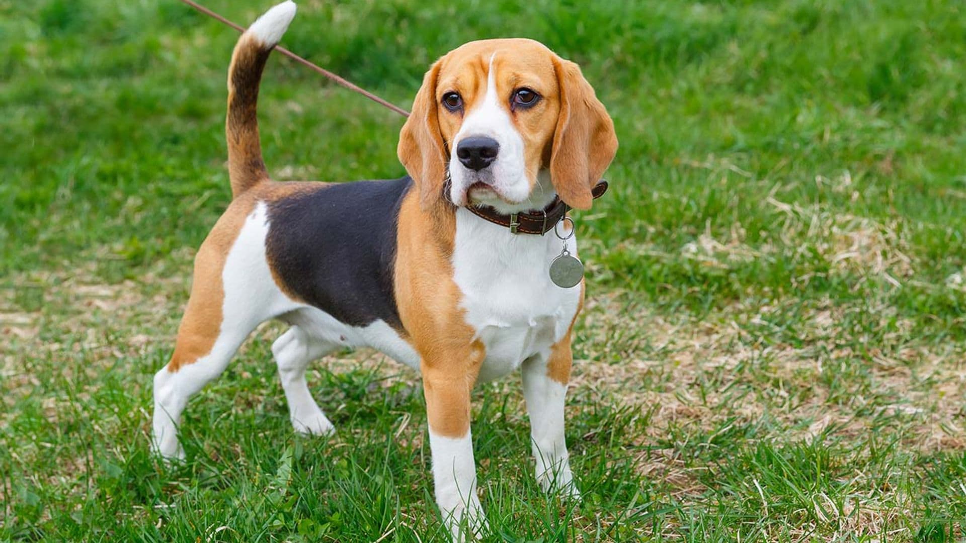 Perros beagle que son capaces de detectar con precisión el cáncer