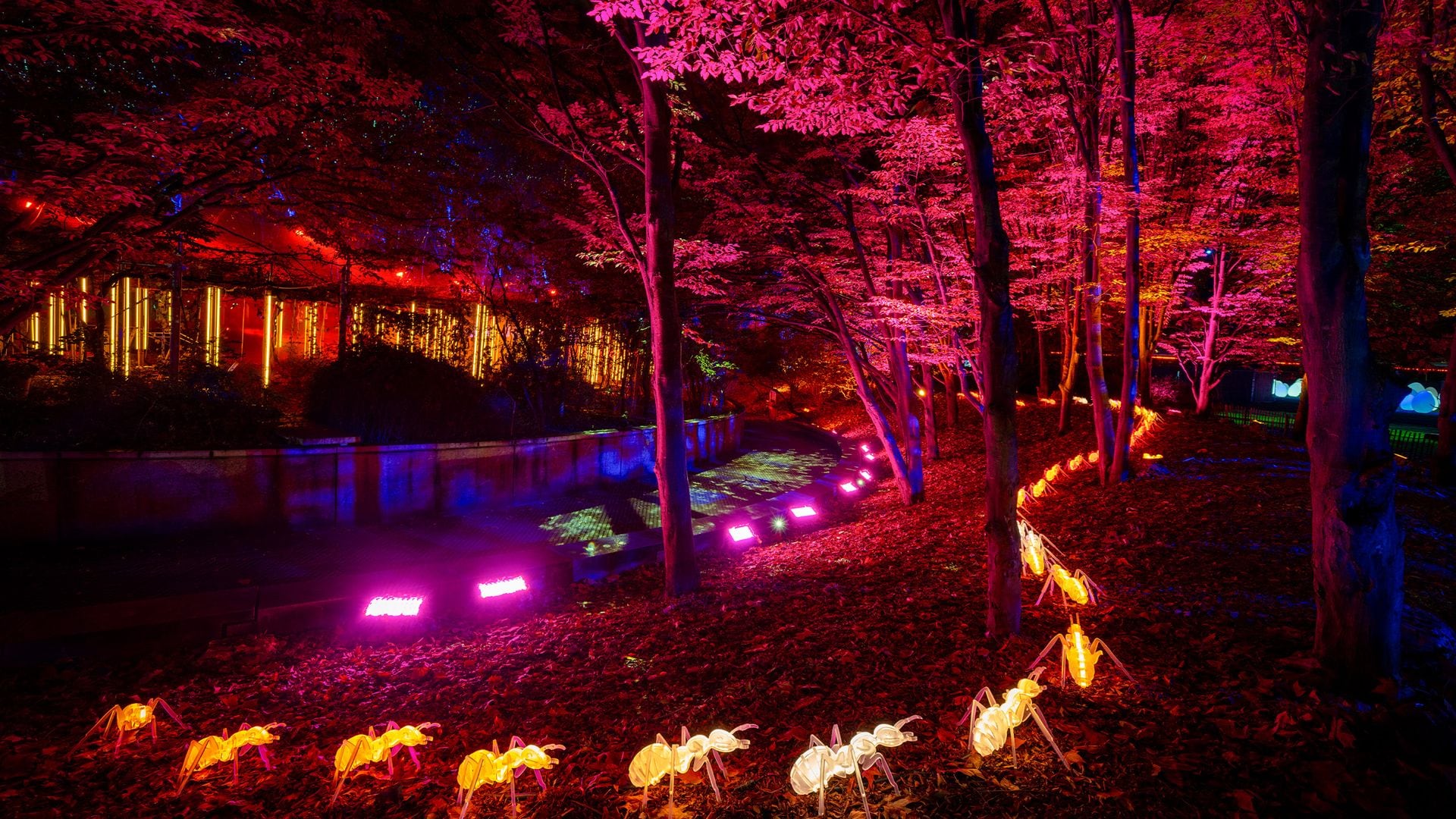 Naturaleza Encendida en Madrid, camino de hormigas  de luz