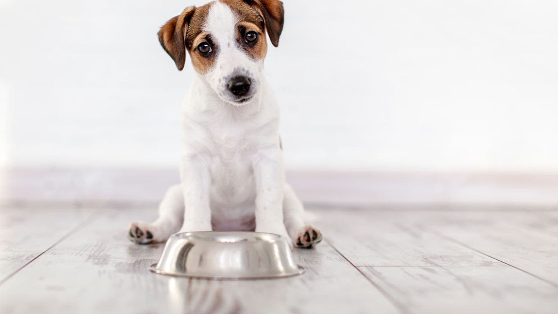 ¿Cómo debe ser la alimentación de tu cachorro?