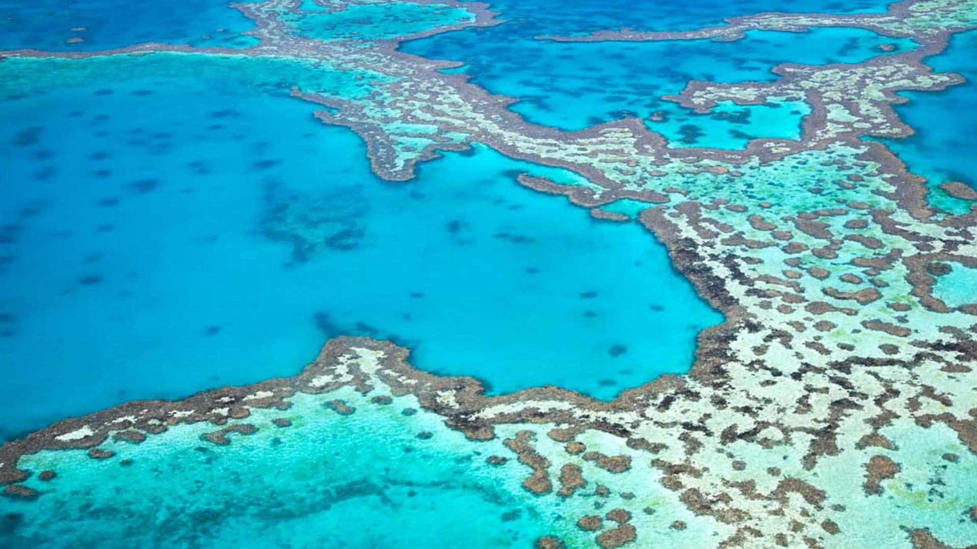 Espectaculares imágenes de miles de tortugas acudiendo a desovar a la Isla de Raine