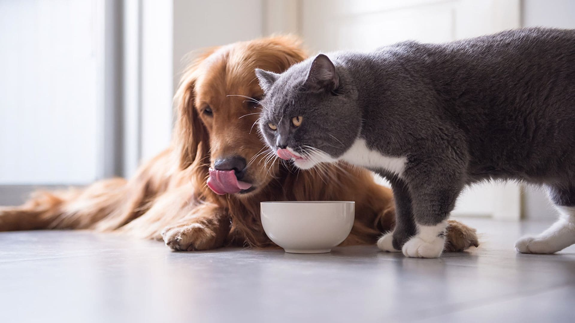 consejos evitar perro coma comida gato