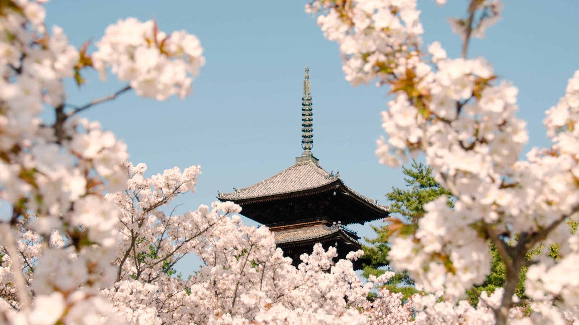 Descubre la magia de los cherry blossoms en Kyoto