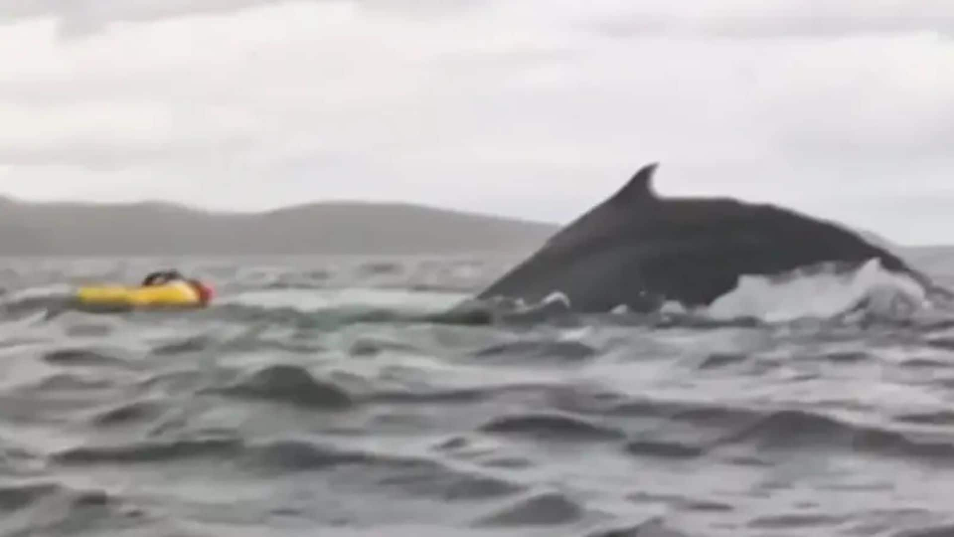 Un joven venezolano es engullido (y expulsado) por una ballena jorobada en Chile