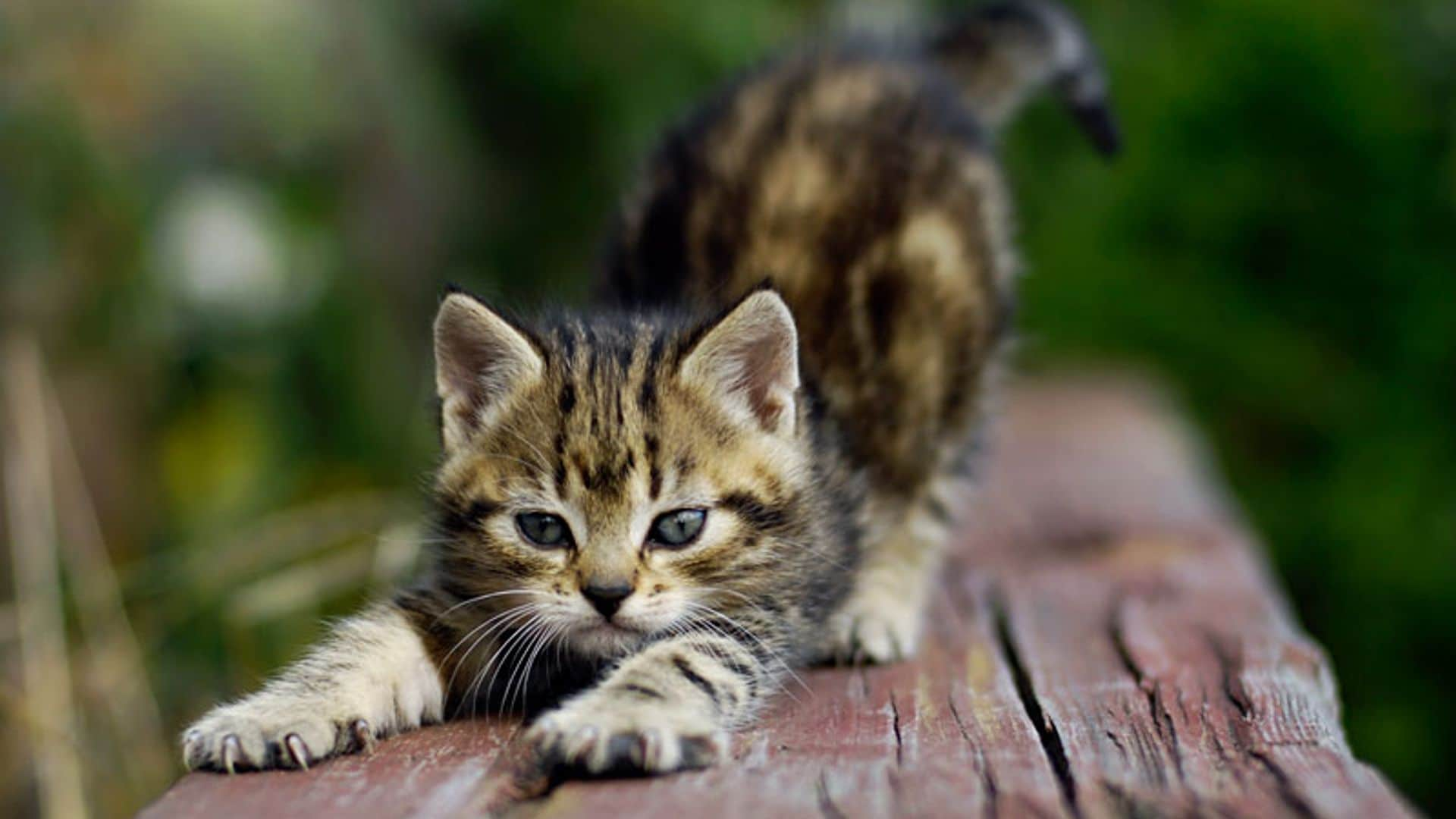 Con estos trucos tu gato dejará de arañar tus muebles