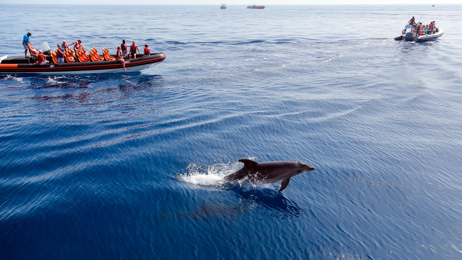 Avistamiento de delfines junto a las costas del Algarve, Portugal