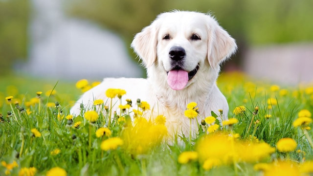 perro aire libre