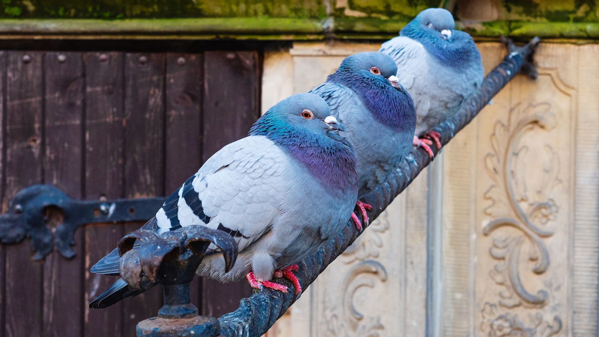 9 plantas que ahuyentan a las palomas de tu balcón y, además, ¡lo decoran!