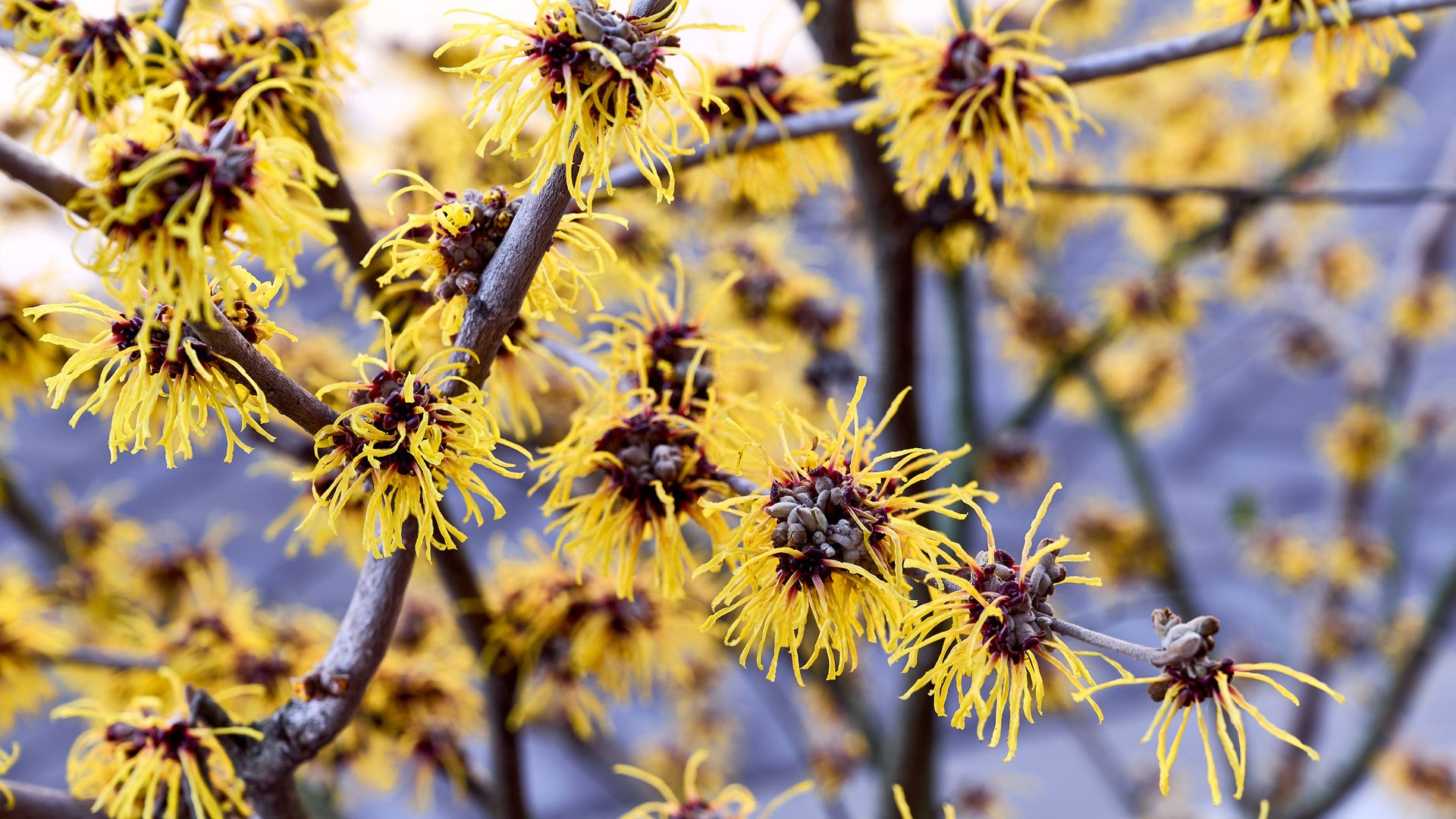 Estos son los cuidados que debes darle al hamamelis, una planta de floración invernal