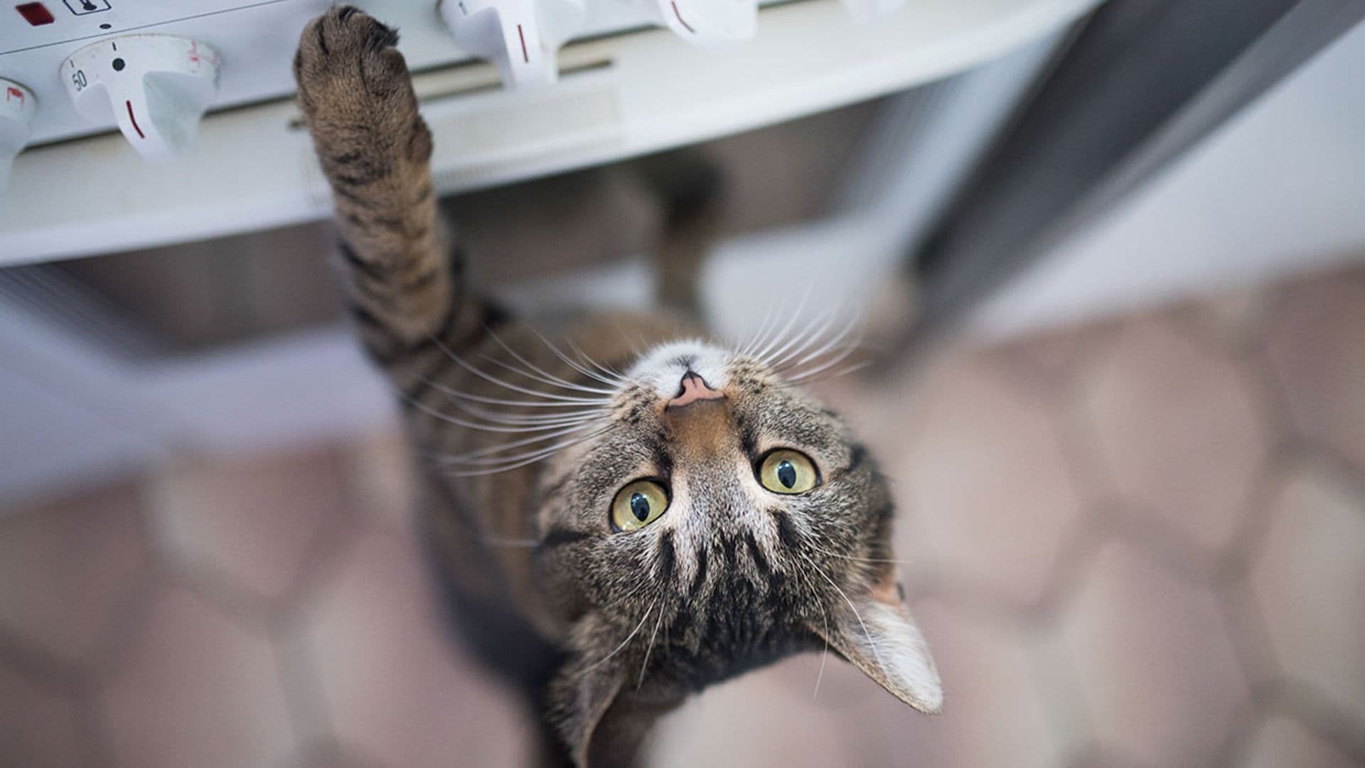 Cómo adiestrar a tu gato para que no salte sobre la vitrocerámica (y otras superficies peligrosas)