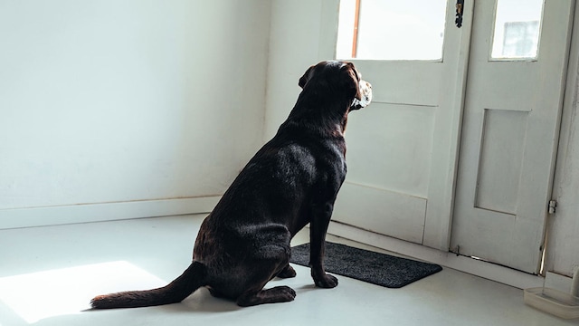 perro abalanza visitas motivos soluciones