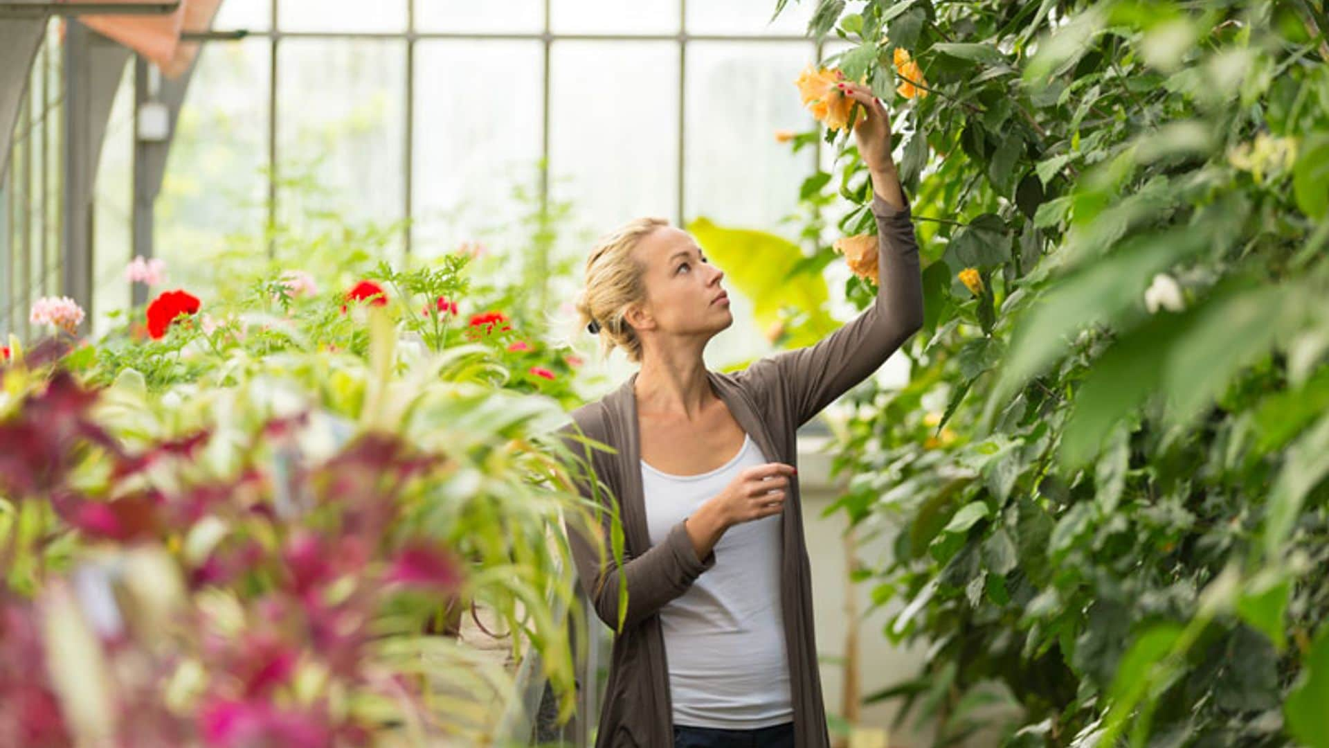 Remedios caseros para unas plantas más bonitas