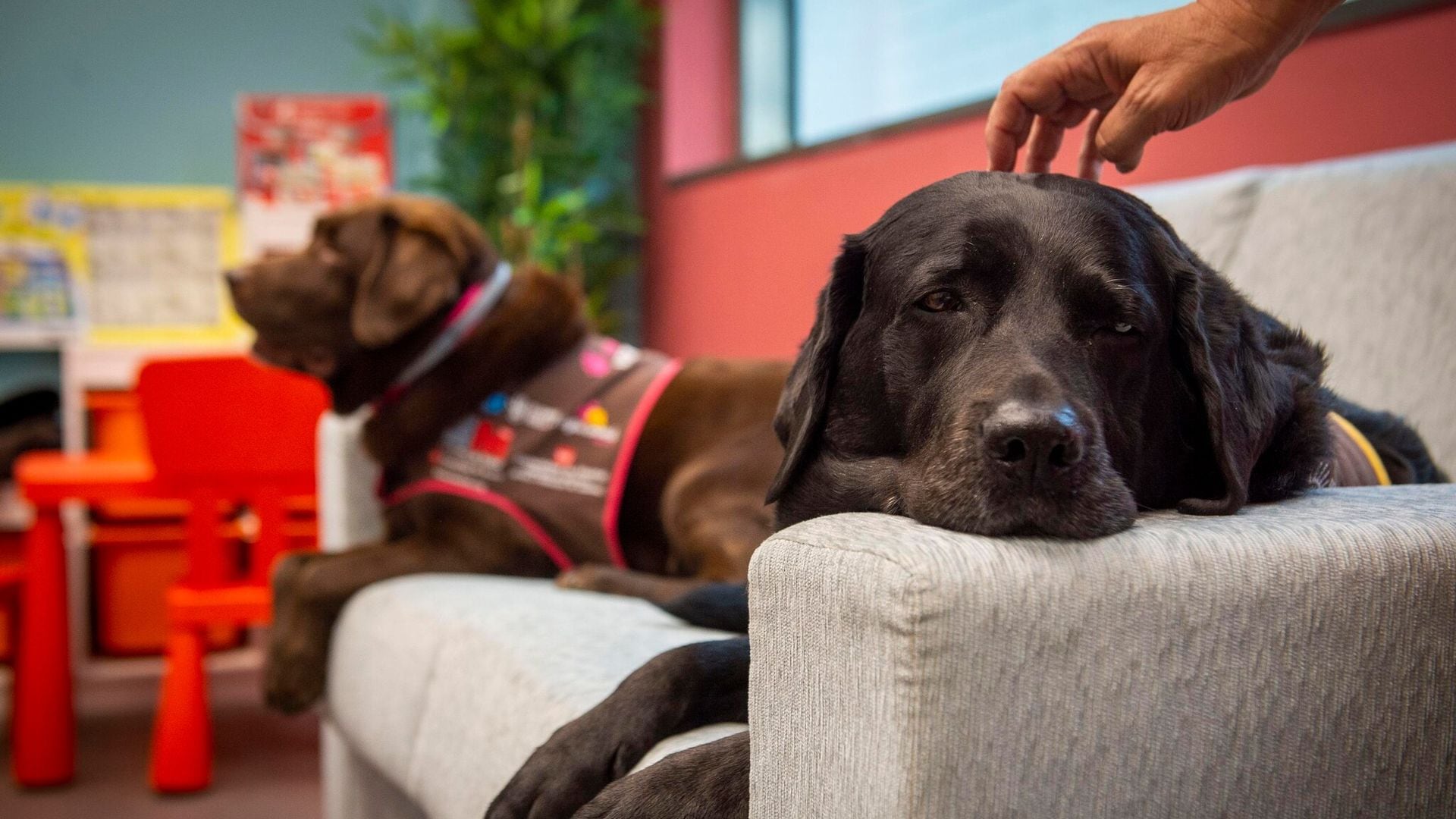 Perros en procesos judiciales: así benefician a los niños