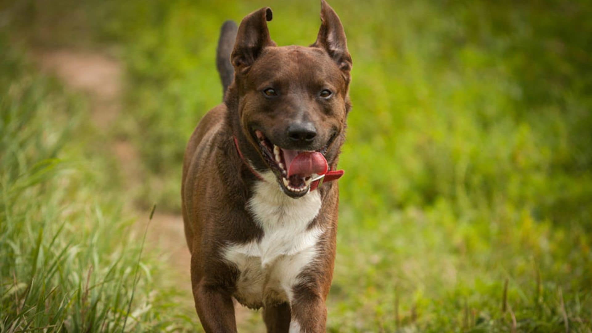 Las pulseras de actividad llegan al mundo canino