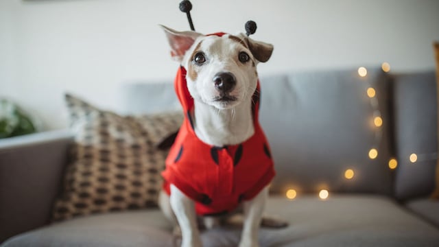 perrito disfrazado