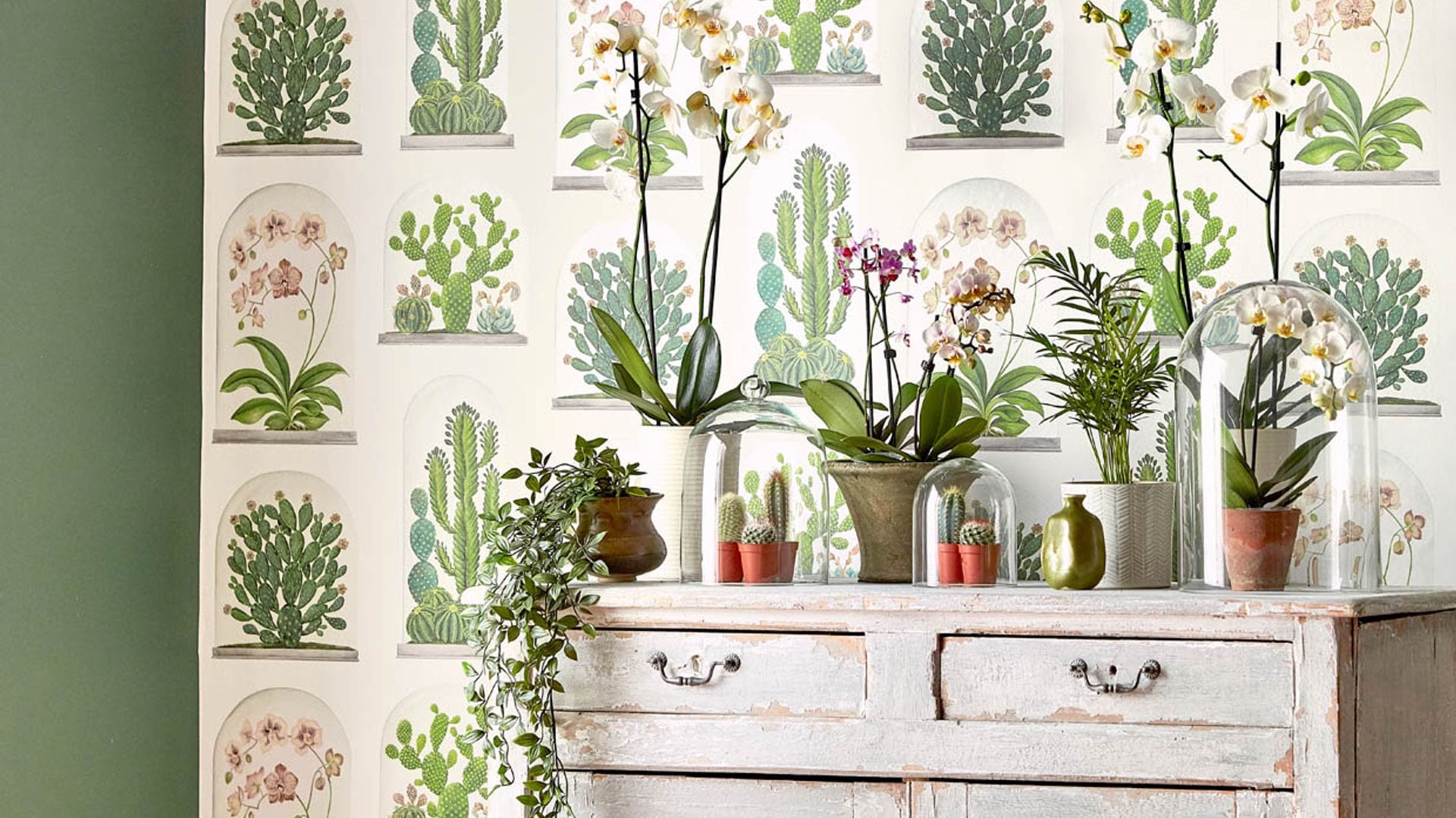 La última tendencia: decorar con cactus