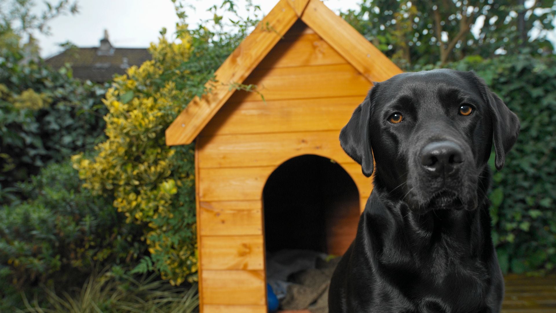 Un perro grande de color negro delante de una caseta de madera