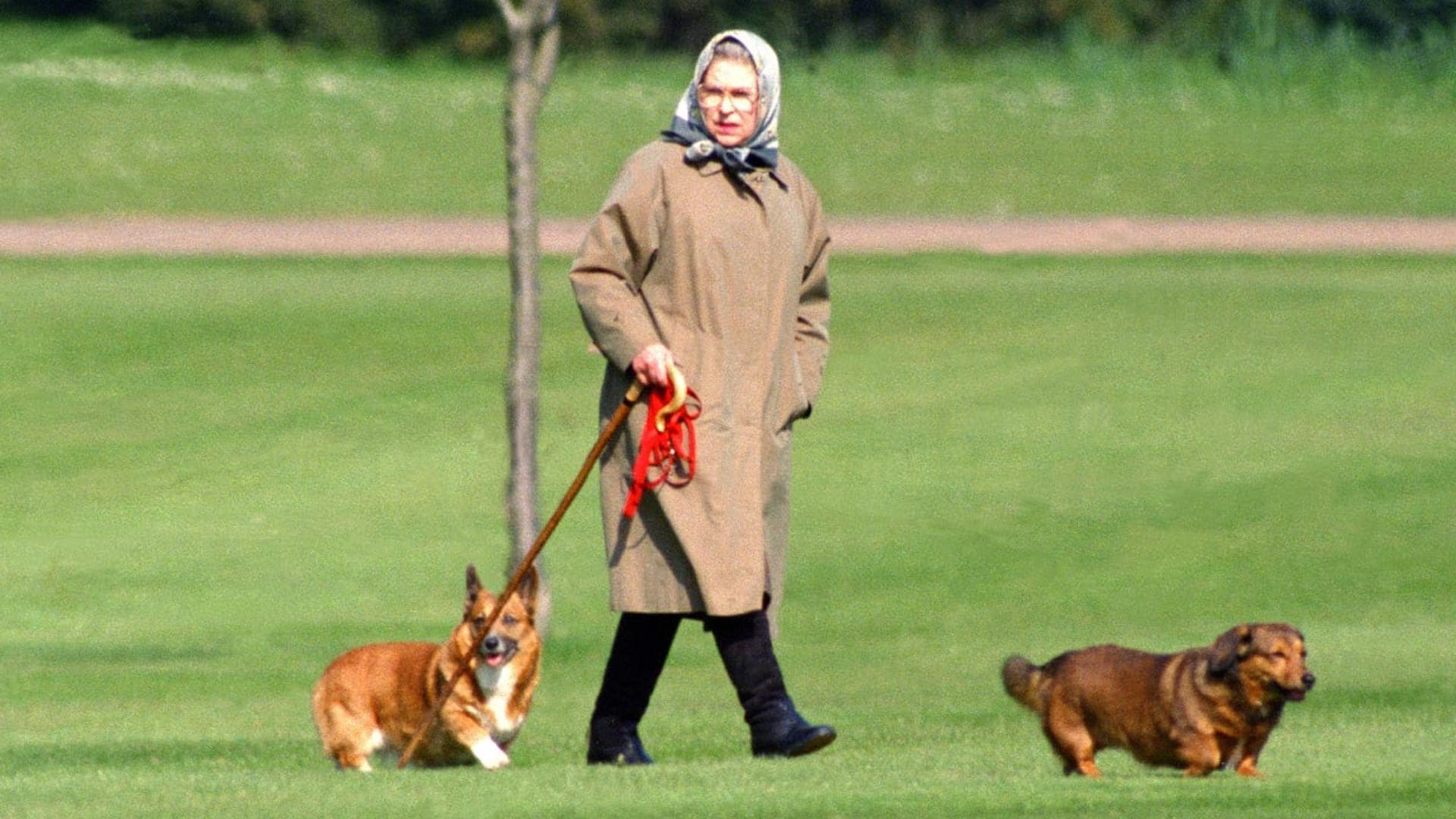 ¿Quién se quedará con los queridos corgis de la reina Isabel?