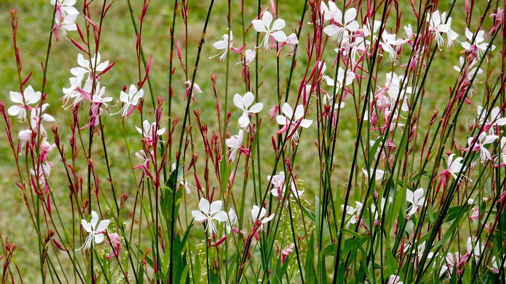 'Gaura lindheimeri', una preciosa planta que dará un toque silvestre a tu jardín