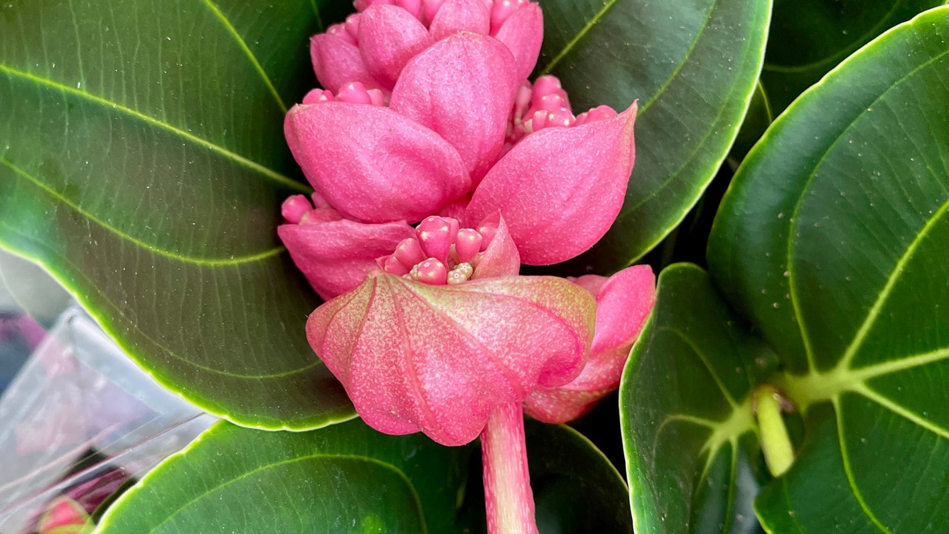 Los cuidados de la orquídea de Malasia para una floración espectacular