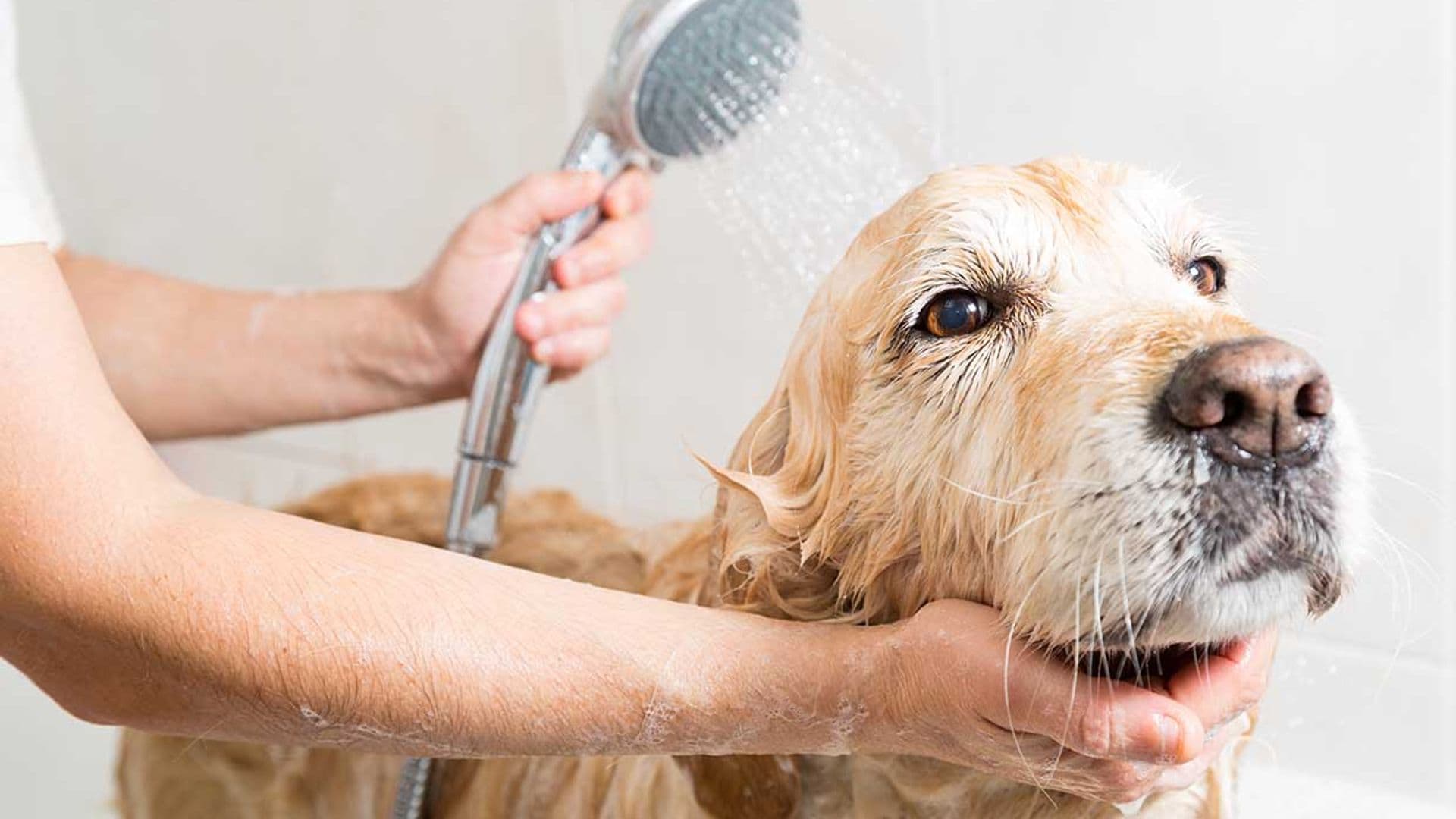 Así debe ser una completa rutina de limpieza de un perro