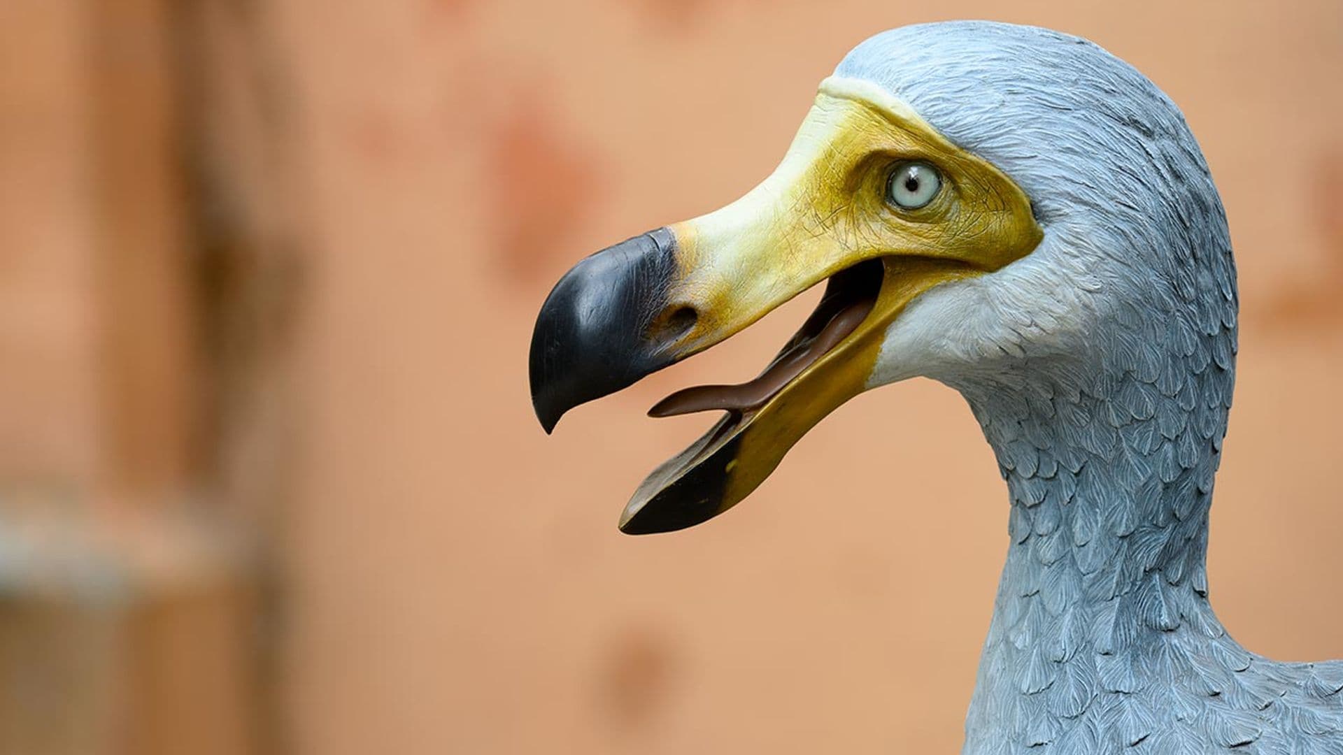 curiosidades sobre la extincion del pajaro dodo