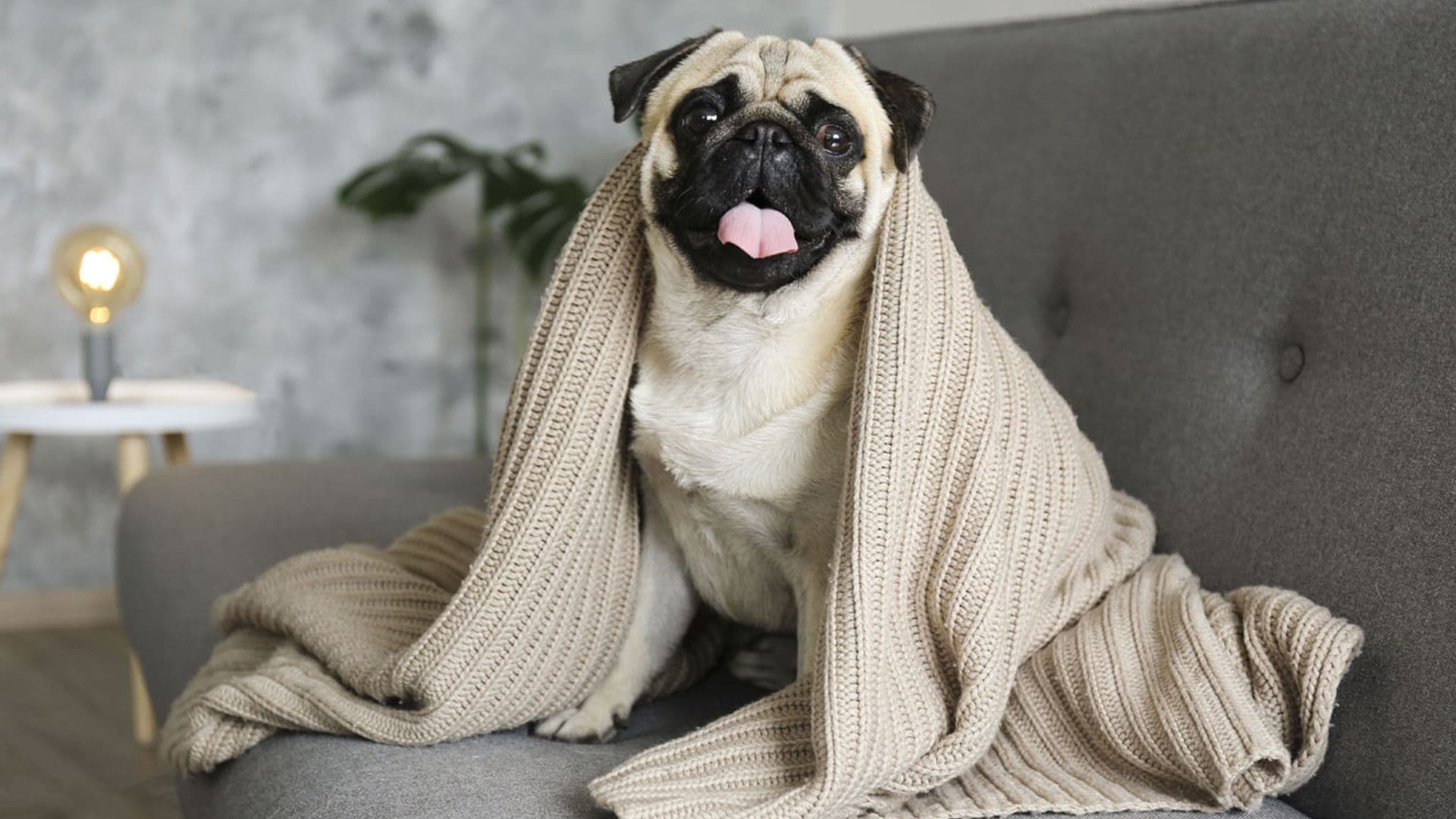 ¿Cómo proteger a nuestro perro de la ola de frío y pasear sin riesgos?