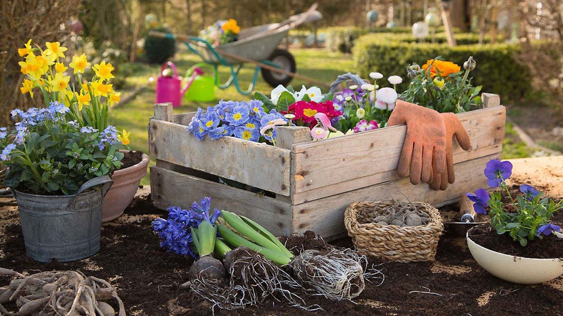 Mantén las plantas de tu jardín o terraza libres de plagas y enfermedades