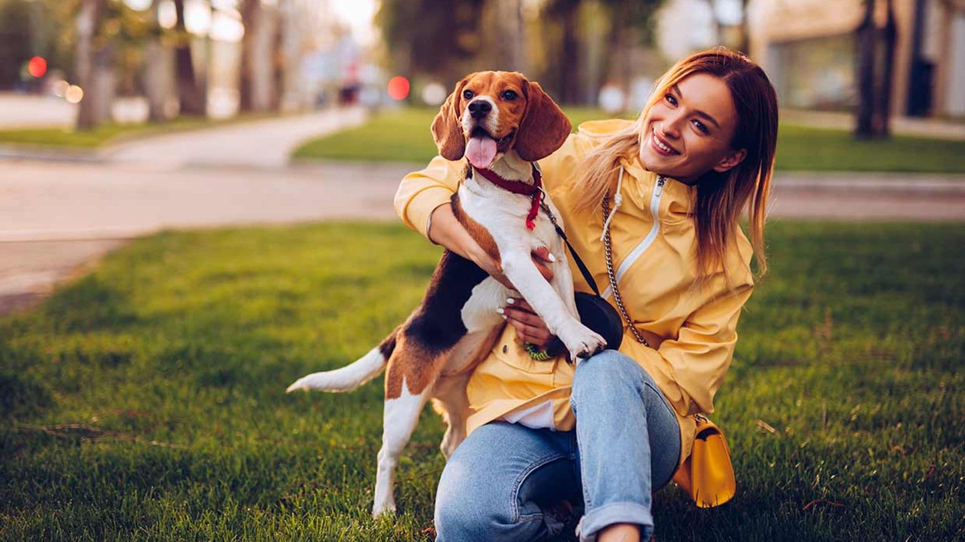 Comprende la felicidad de tu perro gracias a la pirámide de Maslow