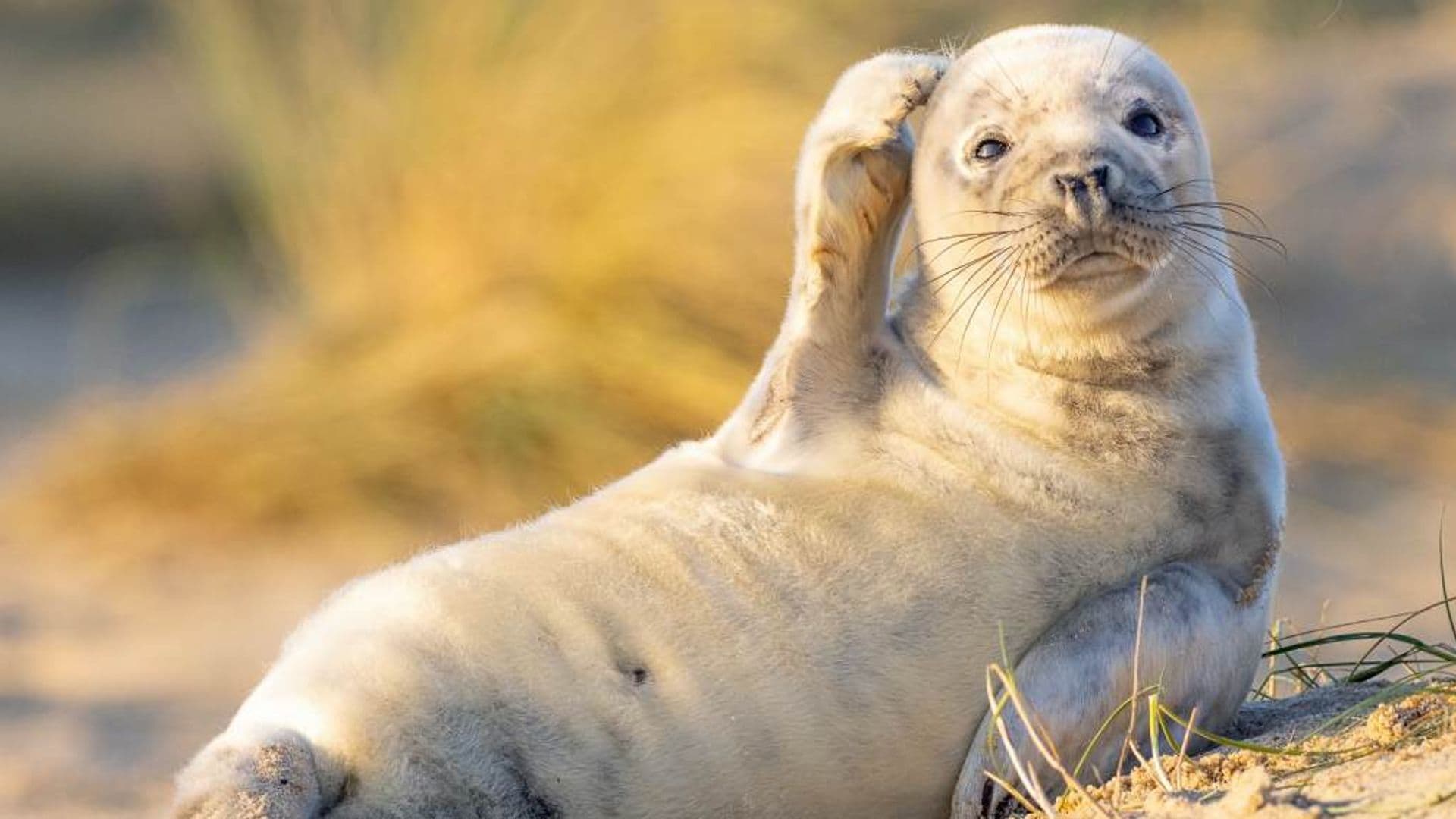 ¡Para partirse de risa! Las imágenes más divertidas del reino animal