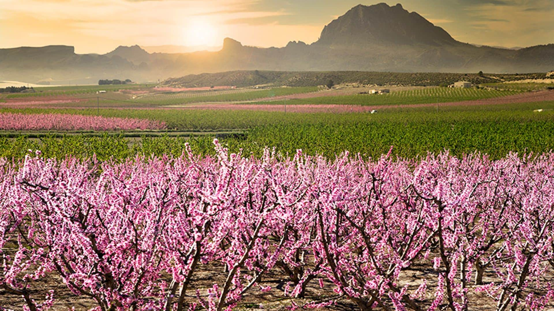 La floración de los frutales de Cieza (o cómo ver Murcia de color de rosa)