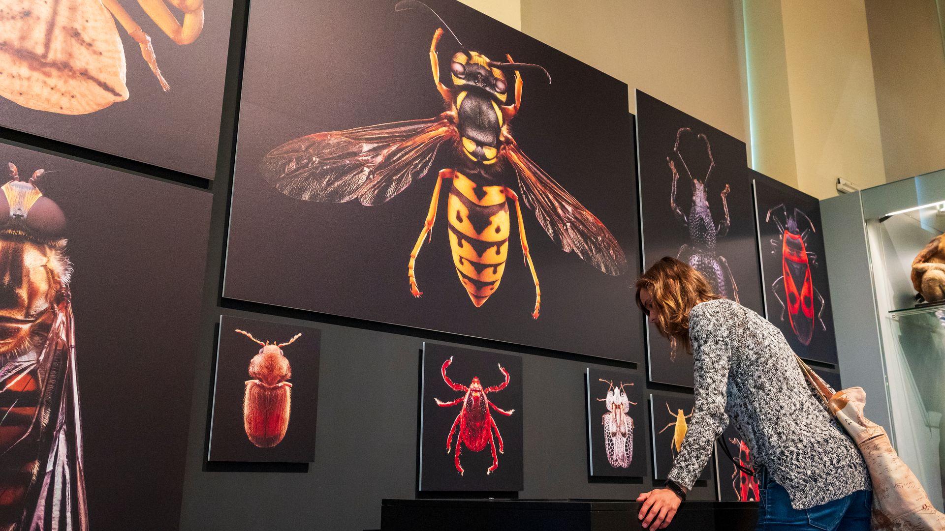 Vida Secreta. Descubriendo la fauna urbana. Exposición de fotografías de Máher Fahim en el Museo Nacional de Ciencias Naturales