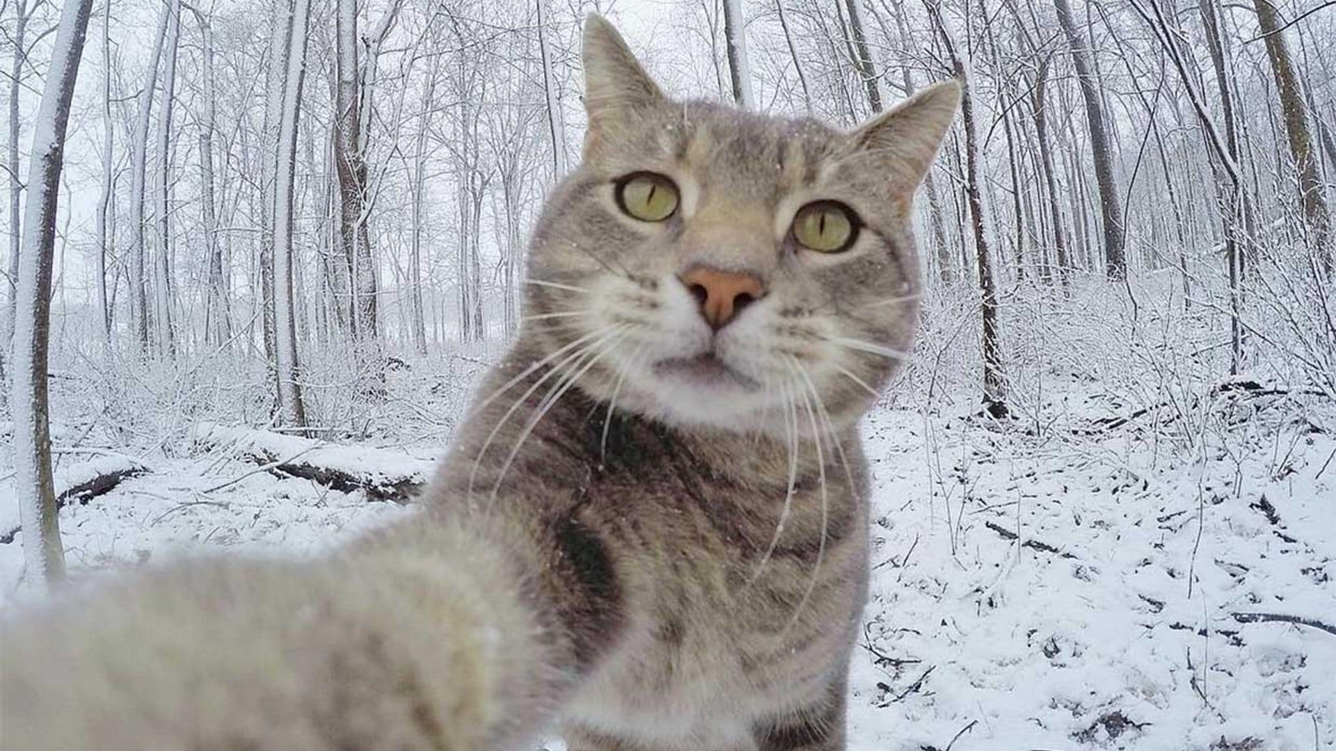 El gato que triunfa en la Red con sus 'selfies'