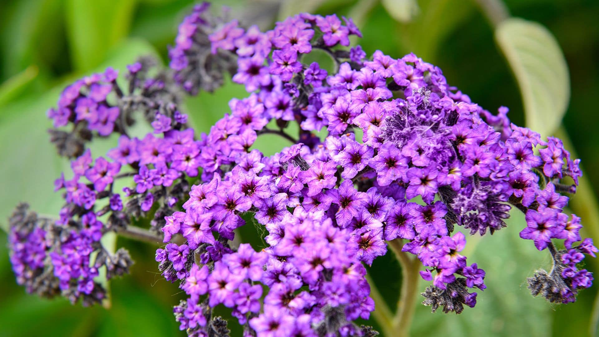 Heliotropo, una planta fácil de cultivar en el jardín o en maceta