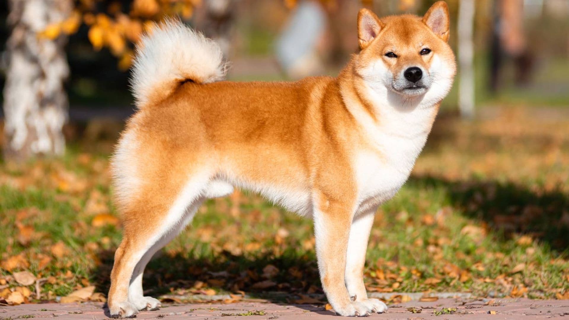 ¿Qué sabes sobre el shiba inu, una raza perro de origen japonés?