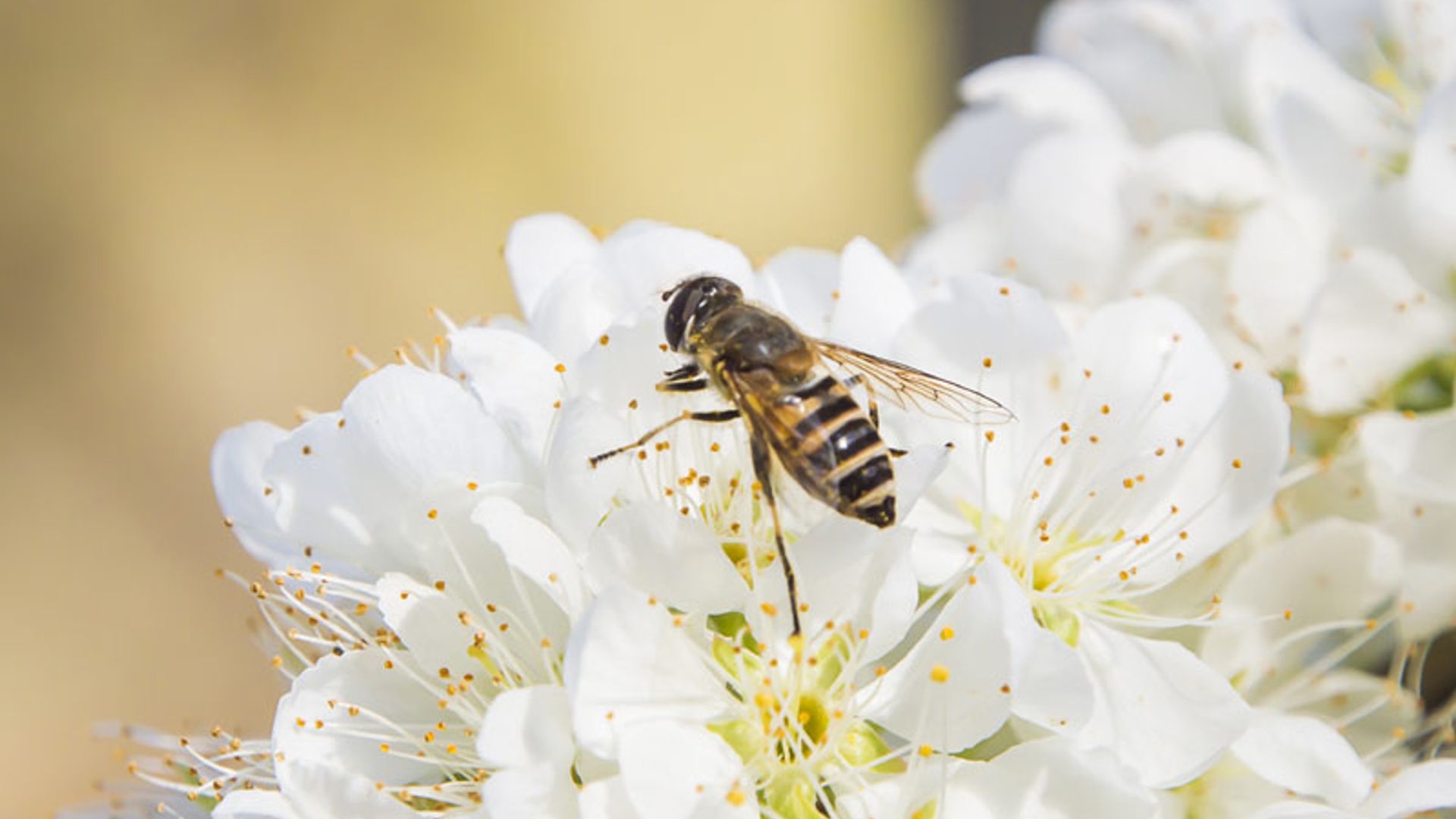 Veneno de abeja, el ingrediente cosmético de moda