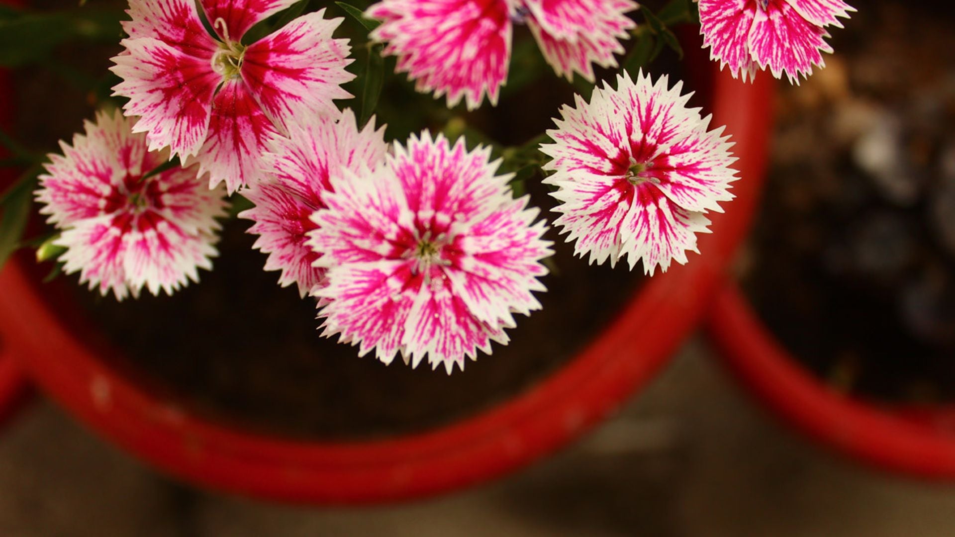 Manual de cultivo y cuidados de la clavelina, una planta con un largo periodo de floración