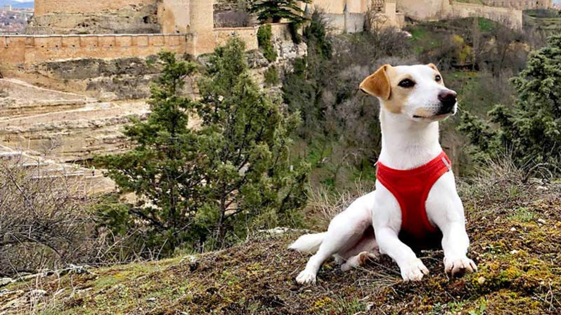 ¿No sabes dónde ir de vacaciones con tu mascota? Pipper te ayuda