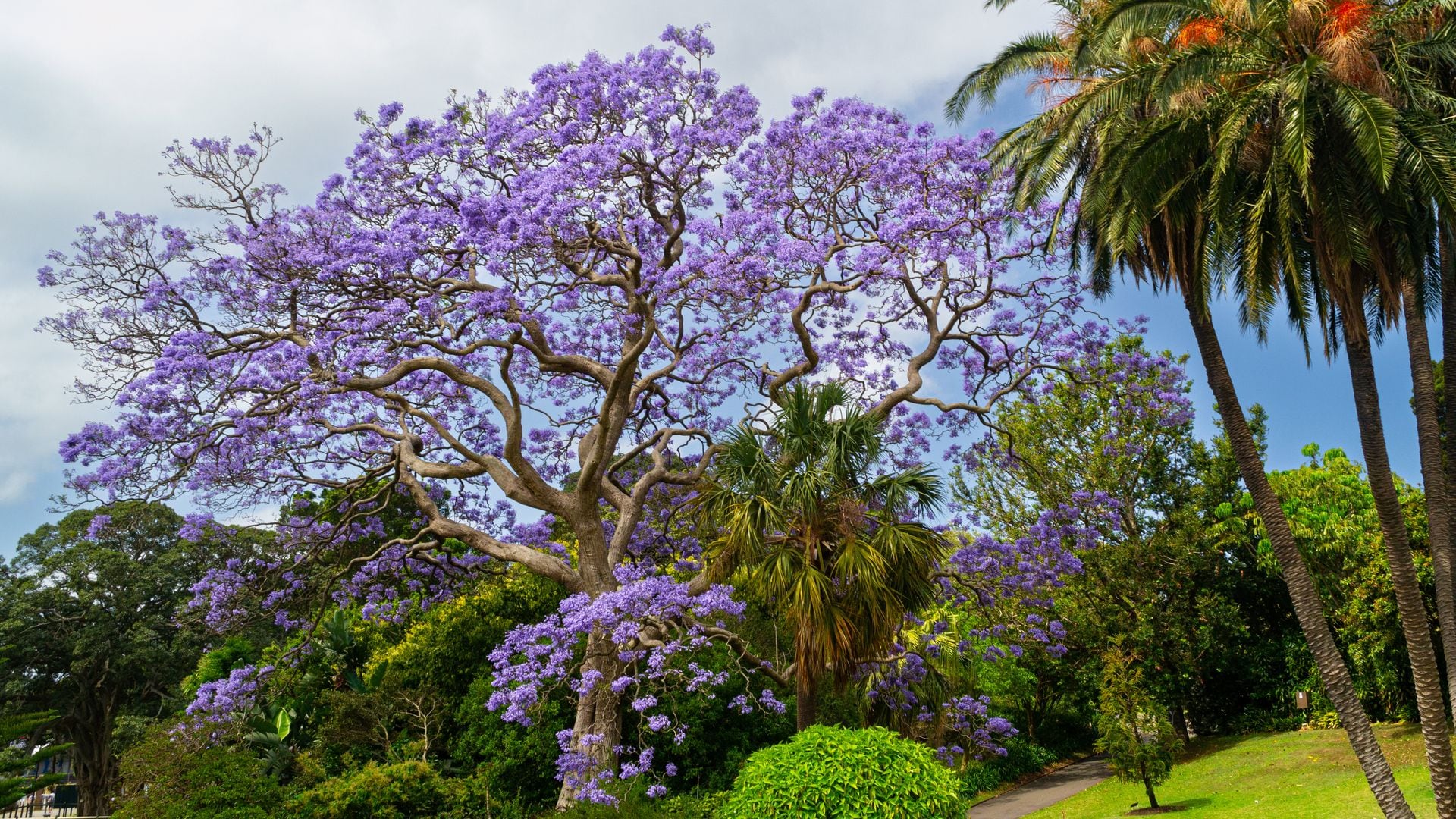 Descubre cómo cultivar la jacaranda para llenar de belleza y color tu jardín