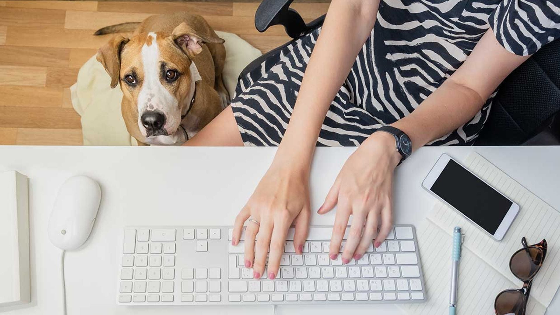 ¿Llevarías a tu perro al trabajo? Estos son los pasos a seguir