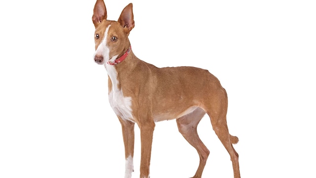 podenco