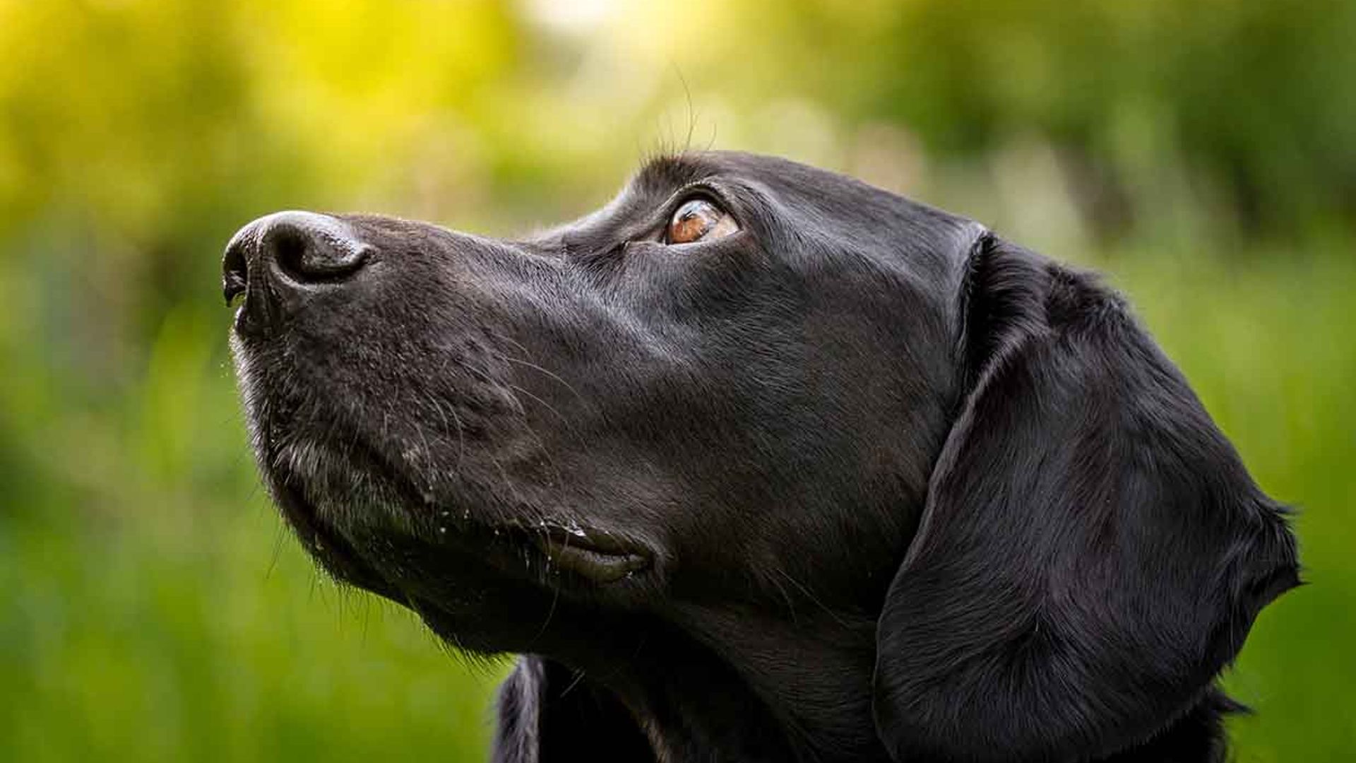 Vince, el perro que viajó en autobús para buscar a su familia