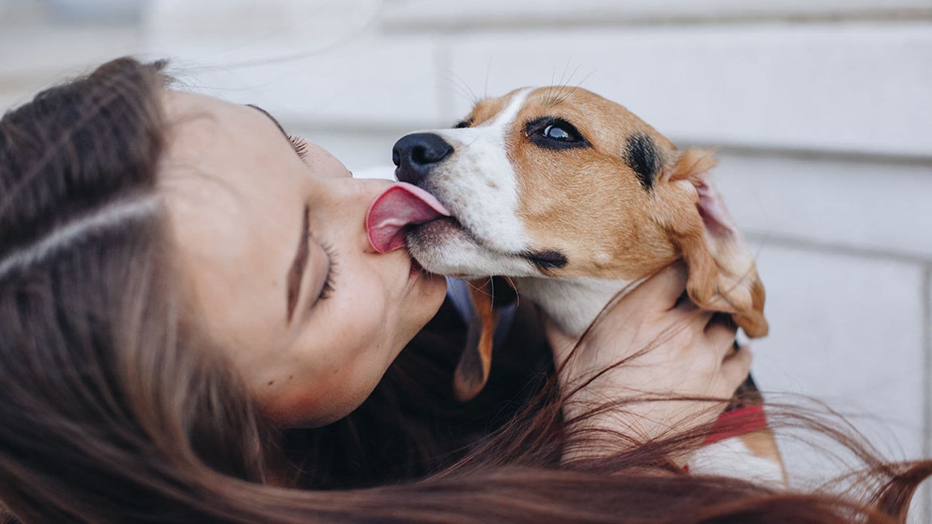 ¿Tu perro trata de lamerte la boca? Este es su significado