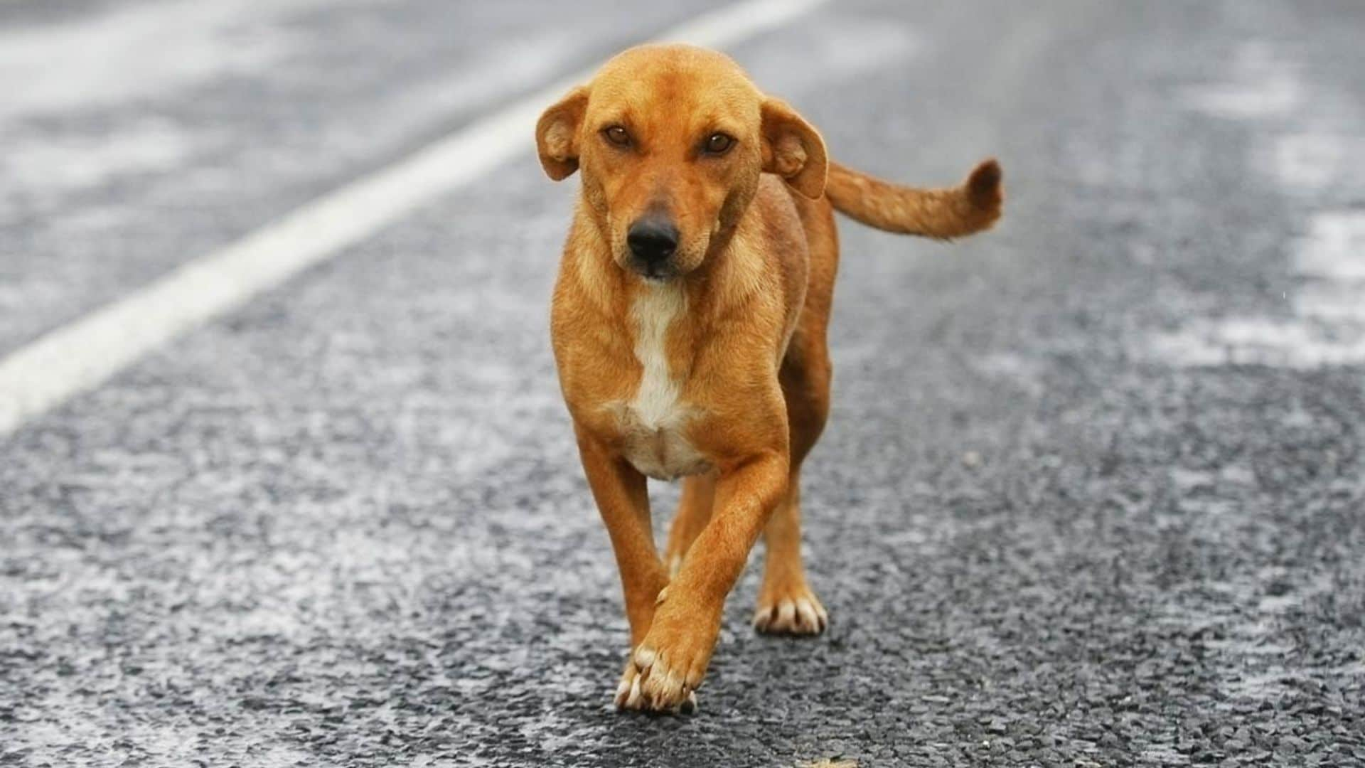 Cómo ganarse la confianza de un perro perdido