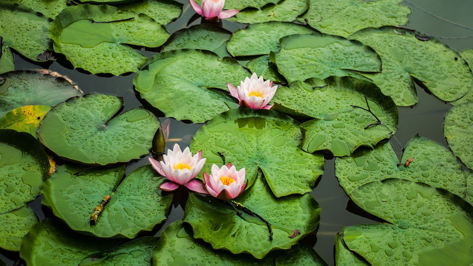 ¿Tienes un estanque en el jardín? ¡Cultiva nenúfares!